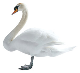 Canvas Print - PNG Elegant white swan posing gracefully.