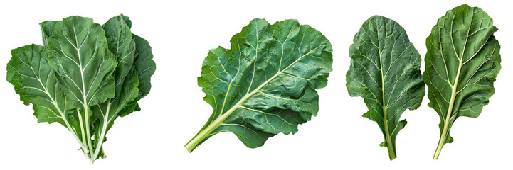 Set of Fresh, vibrant collard greens leaves isolated on transparent background