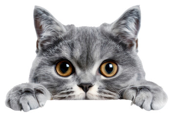 Sticker - PNG Adorable gray cat peeking