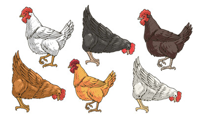 Sticker - Domestic chickens set logotypes colorful