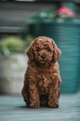 Sticker - Poodle babies in kennel. miniature poodle puppy.. Dwarf poodle	
