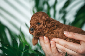 Wall Mural - Poodle babies in kennel. miniature poodle puppy.. Dwarf poodle	
