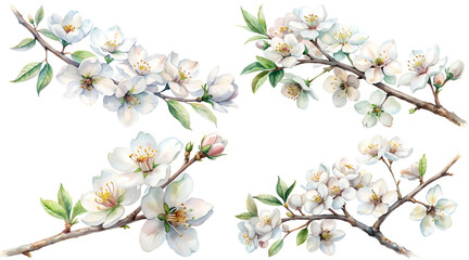 White cherry flowers on a branchy branch, on a transparent background, isolated