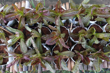 Wall Mural - Fresh organic red cos lettuce growing on a natural farm.