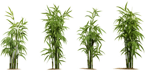 Dwarf bamboo plants display vibrant green foliage, standing tall in a tranquil garden environment, ideal for ornamental decoration and landscaping purposes