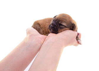 Canvas Print - Puppy sleeping in arms.