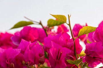 Close-up of pink flowers in the garden.