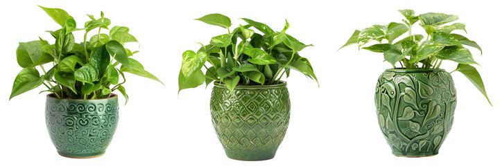 Wall Mural - Set of charming pothos plant in a decorative ceramic pot isolated on transparent background  (3)