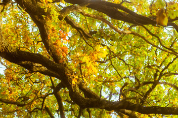 oak crown in autumn