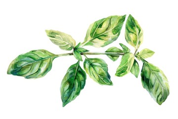 Sticker - Hand-drawn Watercolor Basil Branch. Fresh Green Herb Isolated on White Background