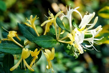 Beautiful Japanese honeysuckle (lonicera japonica) on blurred background in the garden