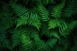 © Nice Seven - Fern Fronds
