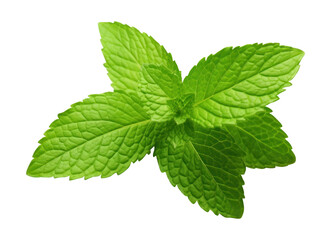 Sticker - PNG Mint leaves plant herbs leaf.