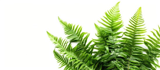 Fototapete - Isolated green fern leaves Blechnum spicant on a white background are perfect for nature themed displays with a copy space image for text or design