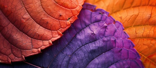 Aufkleber - Vibrant orange and violet leaf in a close up copy space image