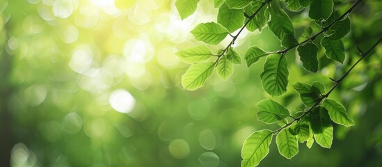 Leinwandbilder - Nature s green leafy branch in a forest setting with blurred background of greenery Ideal for nature themes with room for text like a banner or copy space image