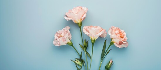 Poster - Flat lay of lovely Eustoma flowers on a soft blue backdrop ideal for adding text with copy space image