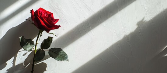 Poster - Romantic symbol for Valentine s Day a lovely red rose casting a dark shadow on a white backdrop perfect for a copy space image