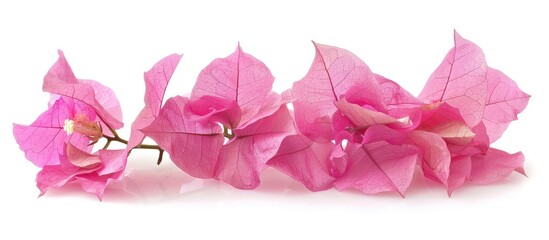 Leinwandbilder - Pink Bougainvillea flower isolated on white background providing ample copy space image