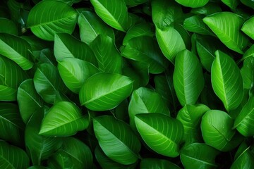 Poster - Green Leaves Texture