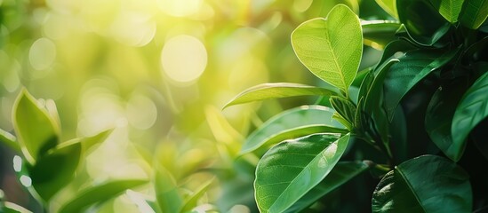 Fototapete - Green leaf in garden with sunlight creating a scenic nature view perfect for a fresh wallpaper concept with copy space image amidst natural green plants