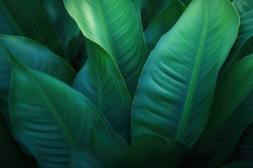 Poster - Close-up View of Lush Green Leaves