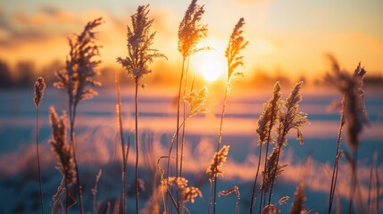 Wall Mural - Dry Grass Silhouettes in Snowy Field at Sunset