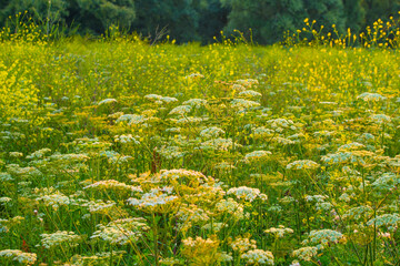 Wall Mural - Wild flowers growing in scenic nature under a blue white cloudy sky in sunlight in summer, Almere, Flevoland, The Netherlands, July 30, 2024