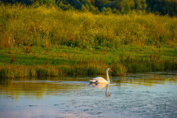 Wall Mural - The edge of a lake with reed in wetland in summer at sunrise,  Almere, Flevoland, The Netherlands, July 30, 2024