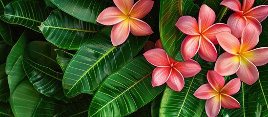 Poster - Pink frangipani flowers blooming against a backdrop of lush green leaves creating a picturesque copy space image