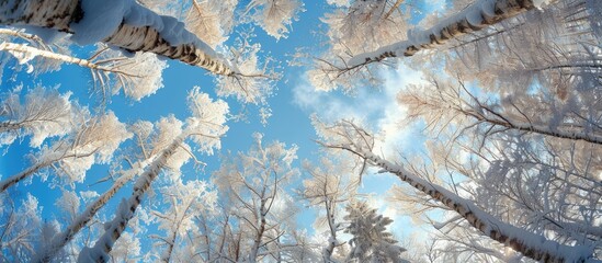 Aufkleber - Sunny winter forest viewed from below with a snow filled canopy with copy space image