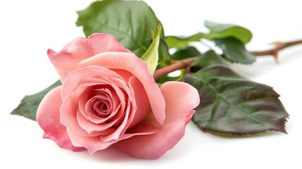 one single pink rose flower on white background