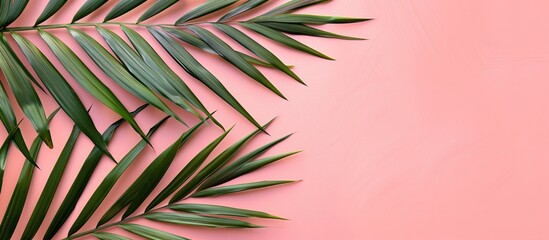 Wall Mural - top view image of a palm tree leaf on a pink background with space beside for text or product displa
