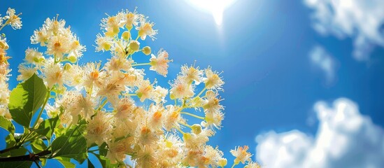 Wall Mural - Flowering chestnuts set against a backdrop of a blue sky with fluffy clouds offering copy space image