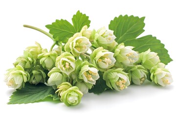 Wall Mural - Fresh Hop Flowers with Green Leaves