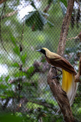 Wall Mural - The lesser bird of paradise in nature