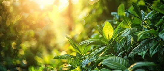 Fototapete - Lush green foliage with sunlight in a garden setting provides a picturesque view for a copy space image ideal for nature themed wallpapers or eco conscious designs