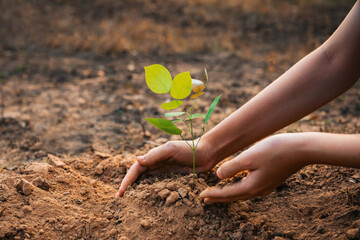 Wall Mural - person is planting a tree in the dirt