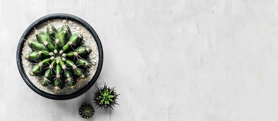 Sticker - Green cactus plant in a pot seen from above on a white desk with empty space for text around the image. Creative banner. Copyspace image