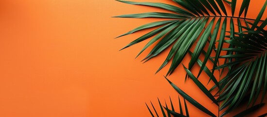 Fototapete - A tropical palm leaf on an orange summer backdrop with ample copy space image available