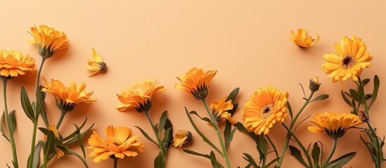 Wall Mural - A light brown backdrop showcasing lovely calendula flowers in a flat lay composition with room for text in the copy space image