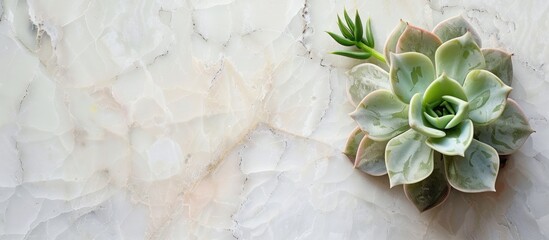 Sticker - Top view of a small succulent plant on a marble table with a white background creating a pleasing copy space image