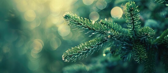 Fototapete - Fir tree branch with soft focus ideal for Christmas themed poster or social media featuring a nature inspired copy space image