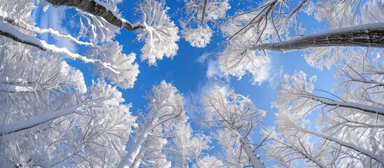 Aufkleber - Sunny winter forest viewed from below with a snow filled canopy with copy space image