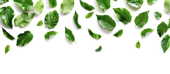 Poster - Green leaves creatively arranged on a white background with clipping paths perfect for a nature themed copy space image