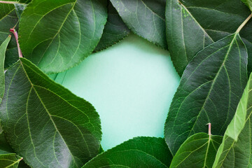 Wall Mural - The green leaves of the plants are arranged around the green paper