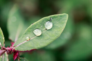 Wall Mural - three drops of water on a plant leaf. the leaf of the plant after the rain