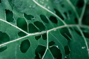 Wall Mural - there are a lot of holes from caterpillars on the plant
