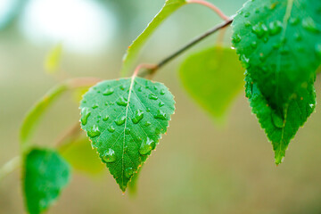 Wall Mural - A leaf with raindrops on it