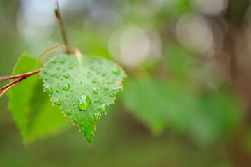 Wall Mural - a birch leaf with raindrops in the foreground